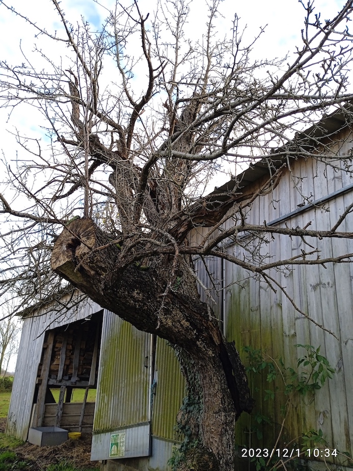 Vieux poirier creux en partie conservé, refuge de la Croix au Blanc