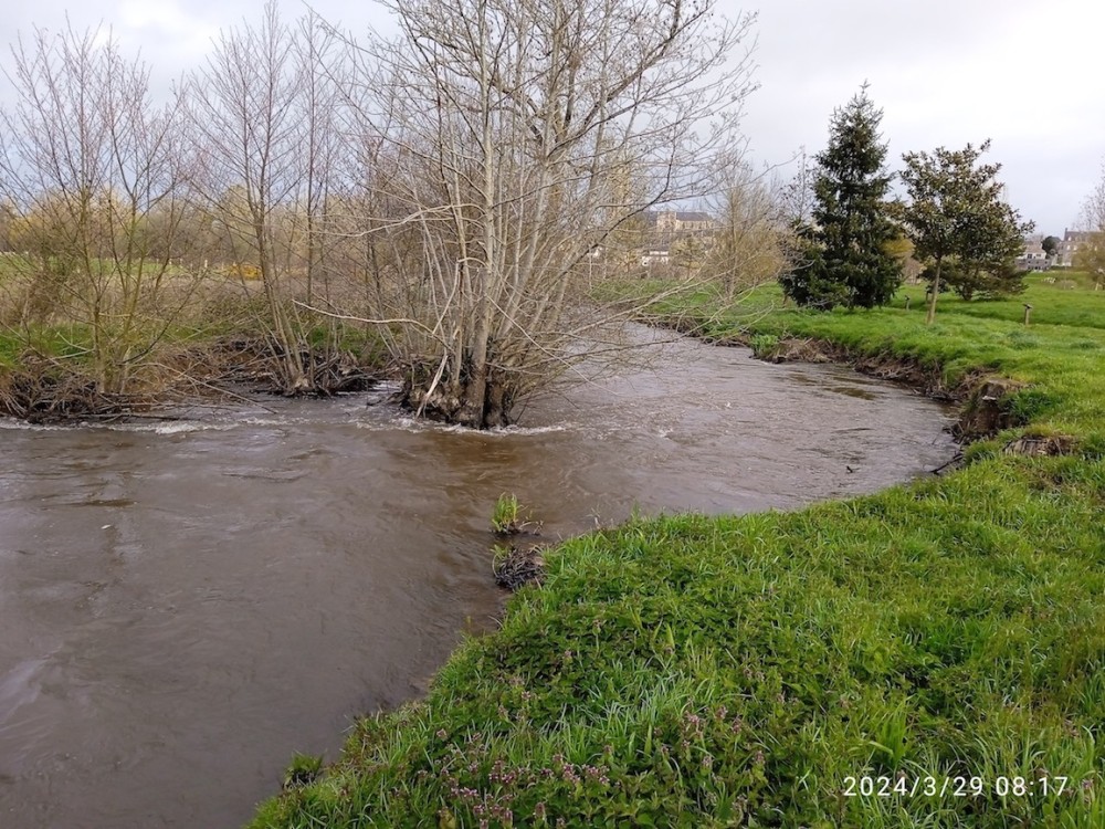 Souche d'aulne sur rive de l'Airon : dégagée par l'érosion, elle devient un frein à l'écoulement et provoque un remous qui modifie le tracé de la rive opposée. Les étangs du Prieuré, Saint-Hilaire-du-Harcouët.