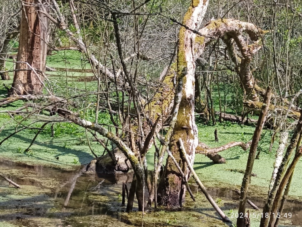 Ancien bois noyé suite aux aménagements hydrauliques communaux. Heureusement non &quot;nettoyé&quot; auparavant, le bois mort est colonisé par les champignons et les troncs sont fréquemment visités par les pics. îlot de biodiversité, Marigny-le-Lozon.