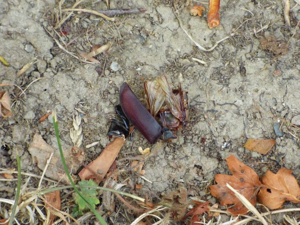 P1030860.jpg (496.44 Kio) Vu 31199 fois Cadavre prédaté de lucane cerf volant au pied d'une souche grattée d'érable sycomore (16/08/2022). Le Montier, Tirepied.