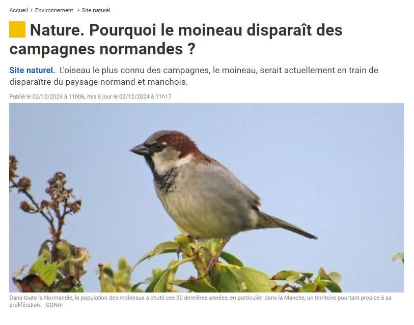 le moineau domestique de Xavier Corteel