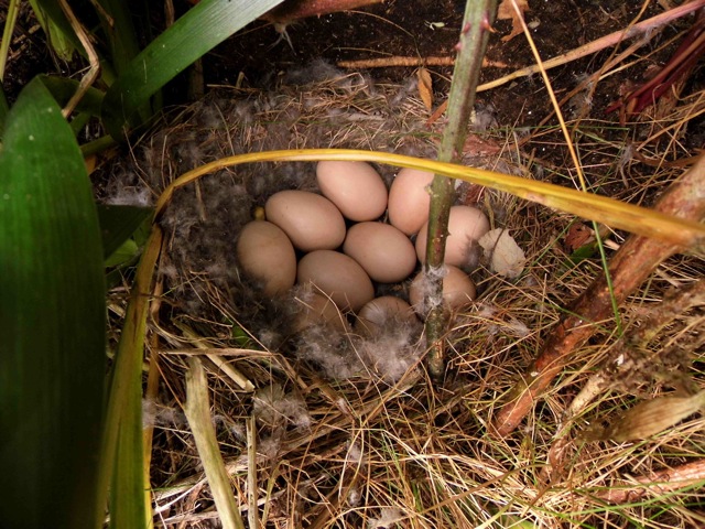 Un des 3 nids de harle huppé découverts (photo et découverte : Fabrice Cochard)