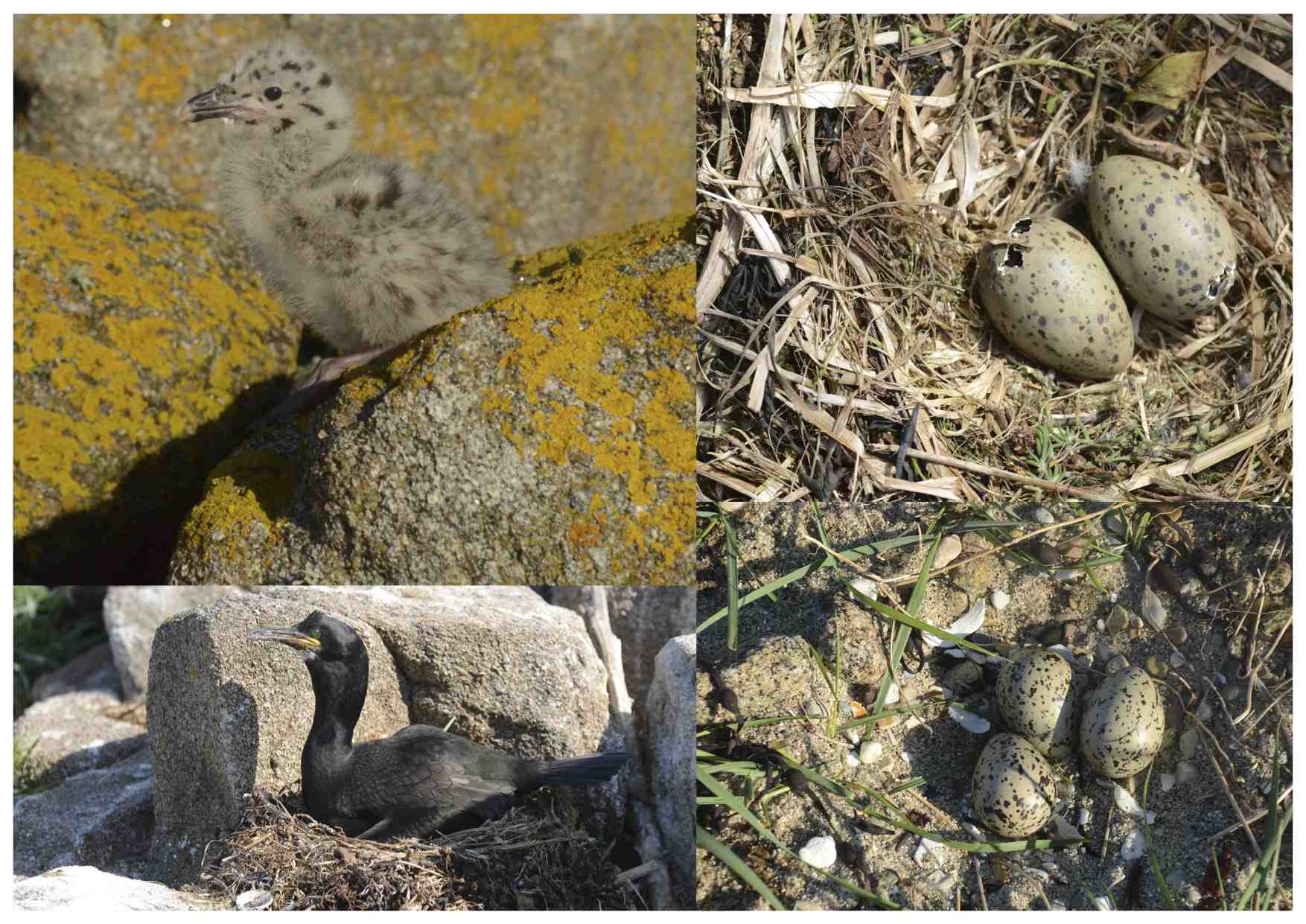 Oiseaux.jpg
