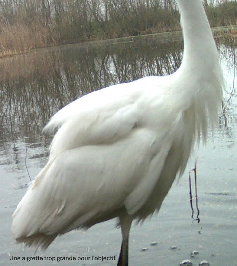 aigrette.jpg