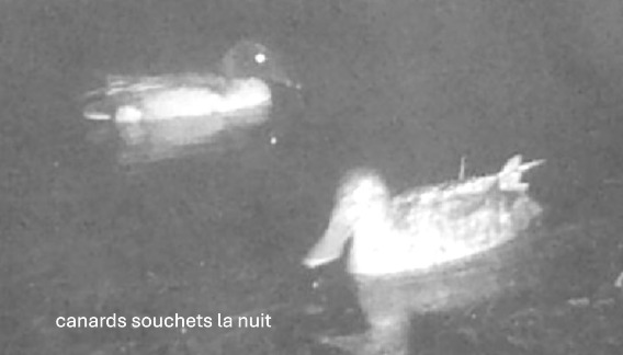 souchet.jpg