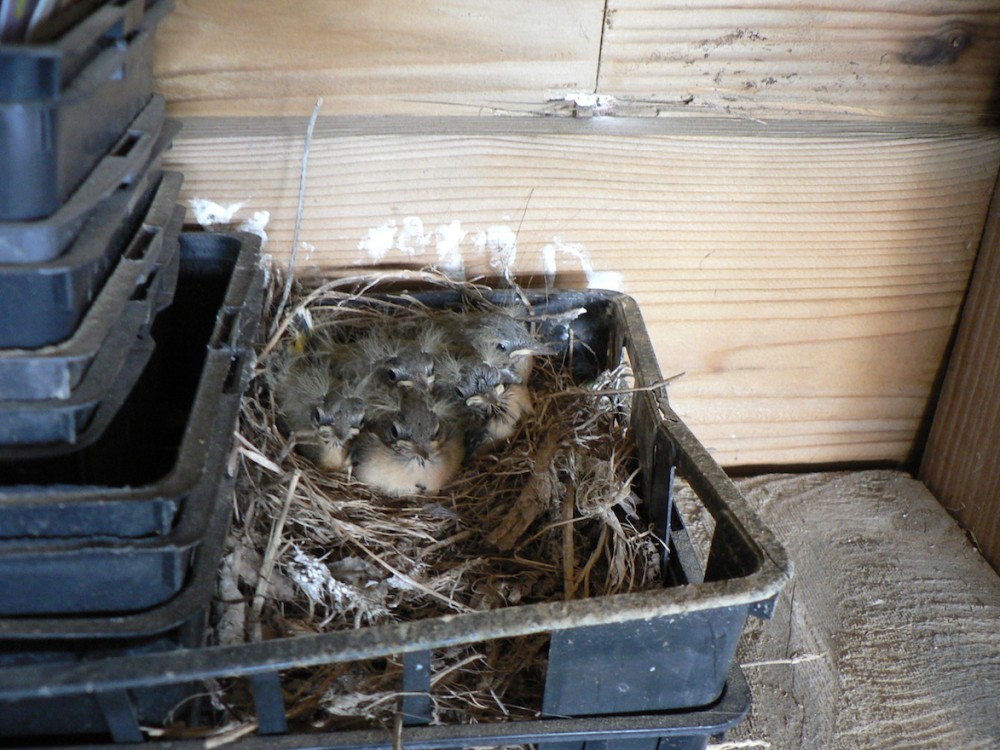 Bergeronnette des ruisseaux dans barquette plastique du jardinier; 2eme nichée, 5 jeunes, 1er juillet 2024<br />Photo Fanny Leprovost