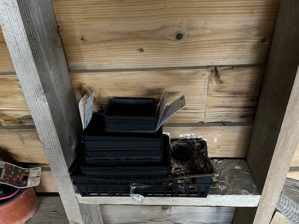 Visiblement, le couple a quand même choisi la barquette la plus stable!  Il y avait plus haut au sommet de la pile; peut être trop risqué... <br />Photo J Collette 21/02/25