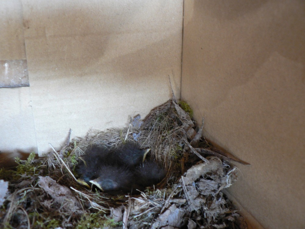 rouge gorge A.JPG (403 Kio) Vu 24474 fois les jeunes au nid, 4 ou 5, le 7 mai 2024<br />Photo Fanny Leprovost