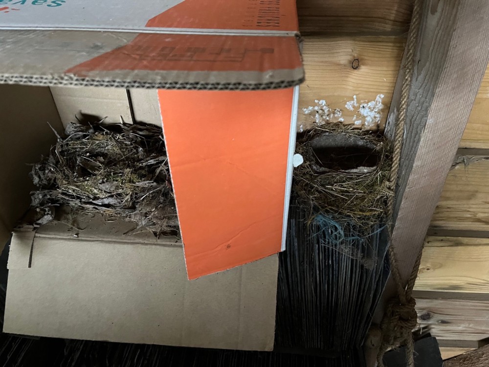 IMG_1702.jpg (671.91 Kio) Vu 24474 fois Positionnement du nid du merle<br />Photo J Collette 21/02/25