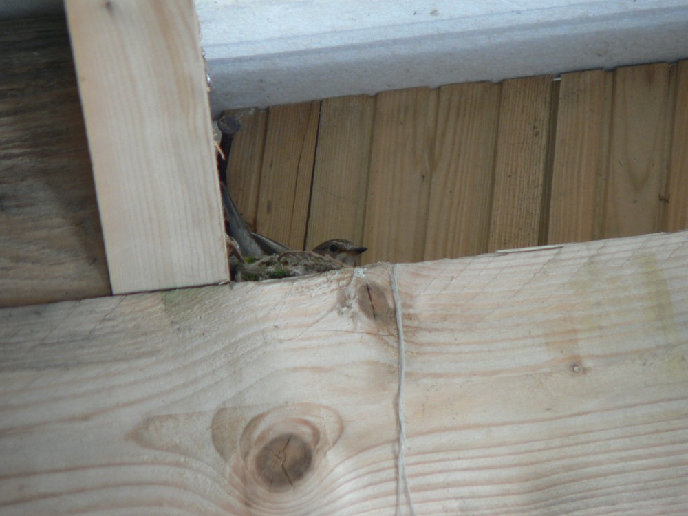 gobemouche gris.JPG (356.45 Kio) Vu 24394 fois gobemouche sur le nid, 20 juin 2022<br />Photo Fanny Leprovost