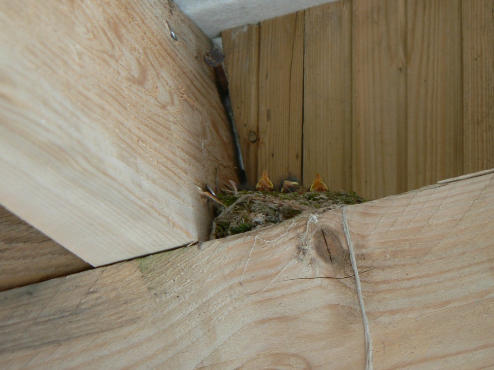 gobemouche gris (4).JPG (375.72 Kio) Vu 24394 fois 4 jeunes au nid, 23 juin 2022<br />Photo Fanny Leprovost