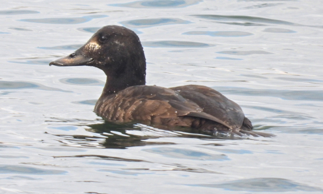 Macreuse brune93.jpg