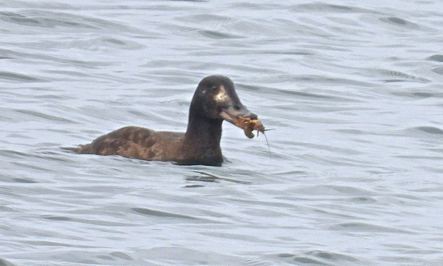 Macreuse brune72.jpg