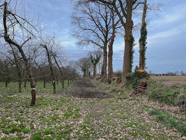 Selon la pratique d'entretien propre au bocage du Sud-Manche, le taillis sur talus est coupé à blanc. Les arbres de haut jet restent en place et ne sont coupés que sur des intervalles de temps beaucoup plus longs. Toutes les haies n'étant pas coupées en même temps, les nicheurs des haies trouvent toujours des sites de nid sur des territoires englobant plusieurs haies.
