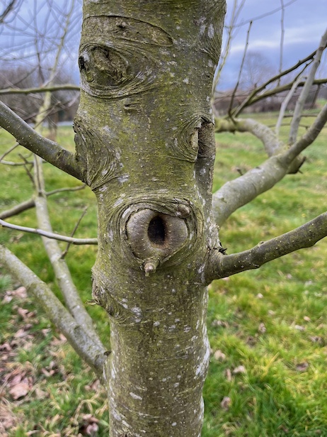 L'une des faiblesses du verger basse tige est la relative absence de cavités : malgré la taille souvent sévère des jeunes arbres, l'exploitation intensive ne prévoit pas de les laisser vieillir au delà de quelques dizaines d'années contrairement aux fruitiers haute tige. Cependant, des cavités de petite taille peuvent apparaitre sur les petits troncs.