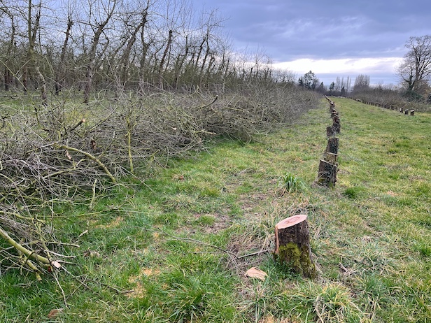 Le rajeunissement des plantations implique des coupes rases avant remplacement par de jeunes sujets.