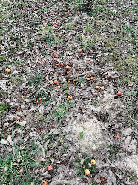 La récolte mécanique des pommes laisse toujours au sol un reliquat de fruits très attractifs en hiver : grives litornes et mauvis ne sont nulle part aussi fidèles et nombreuses! (photo 9 mars 2025)