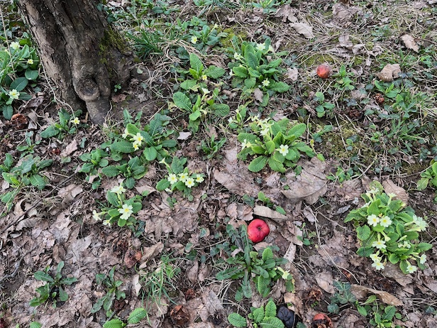 Les primevères spontanément installées dans la prairie attestent du respect de la végétation herbacée associée au verger.