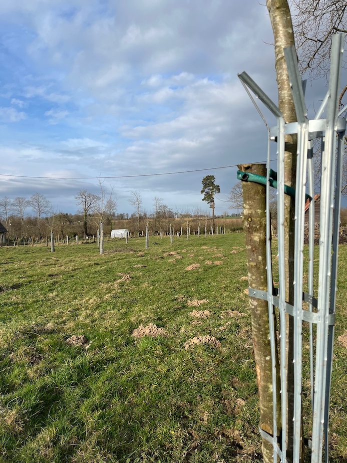 verger haute tige, jeune plantation.