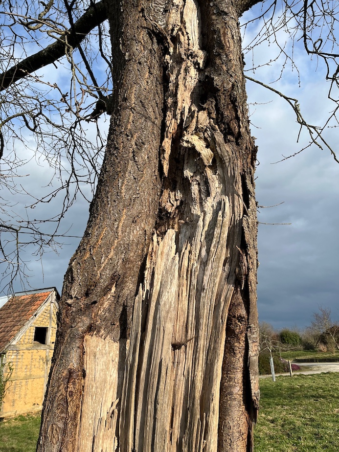 Vieux fruitier fendu (branche maitresse cassée) et conservé : déjà habité par la faune d'insectes liées au bois mort.