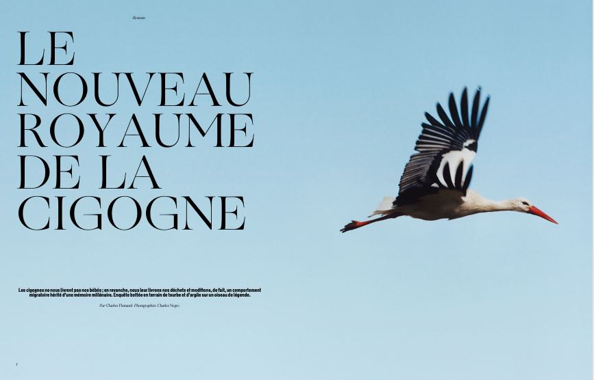 cigogne_Regain_2025.JPG