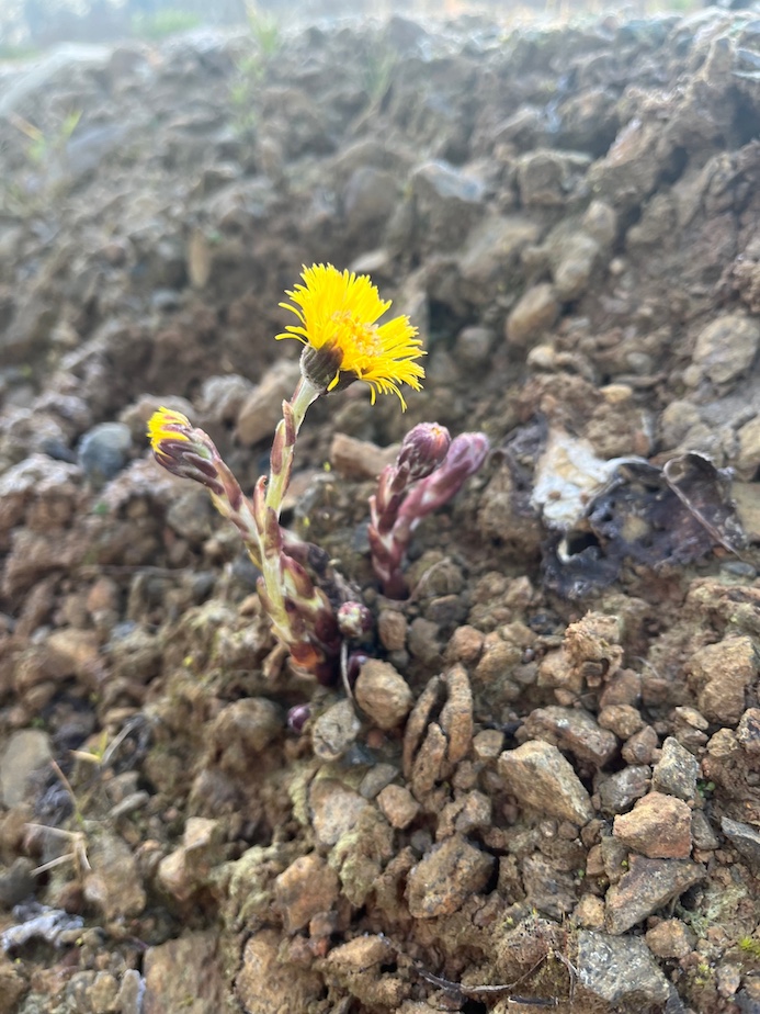 Fleurs et tiges écailleuses du tussilage