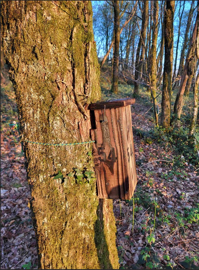 nichoir à grimpereau n°54.jpg