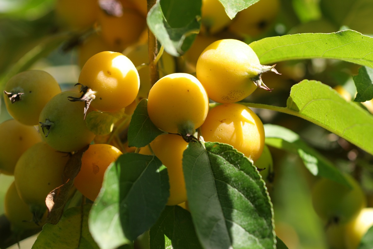 Malus-'Golden-Hornet'-4.jpg