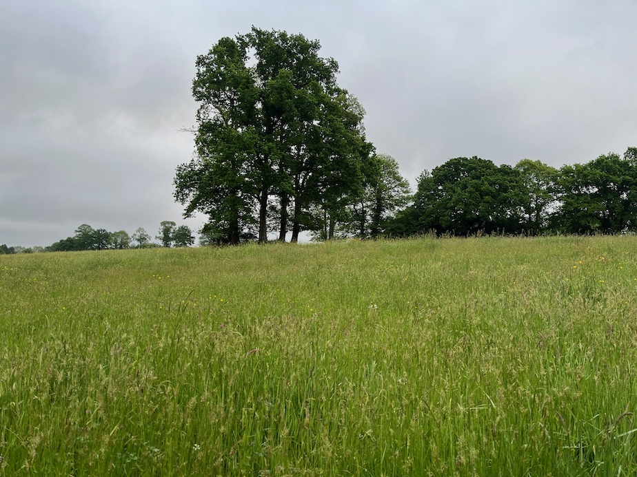 Des bouquets de vieux arbres reliques de haies disparues. Un bel ensemble cependant où la mésange nonnette trouve encore son compte. Localement, la prédominance d'élevage de chevaux est peut être à mettre en relation avec cette gestion douce du paysage.