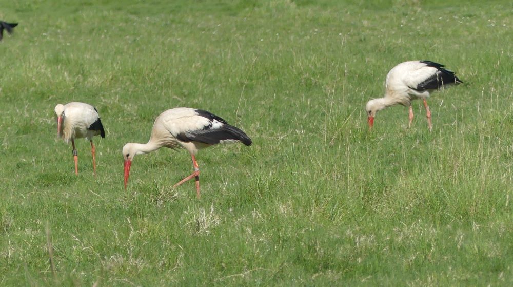 3 cigognes bl.JPG