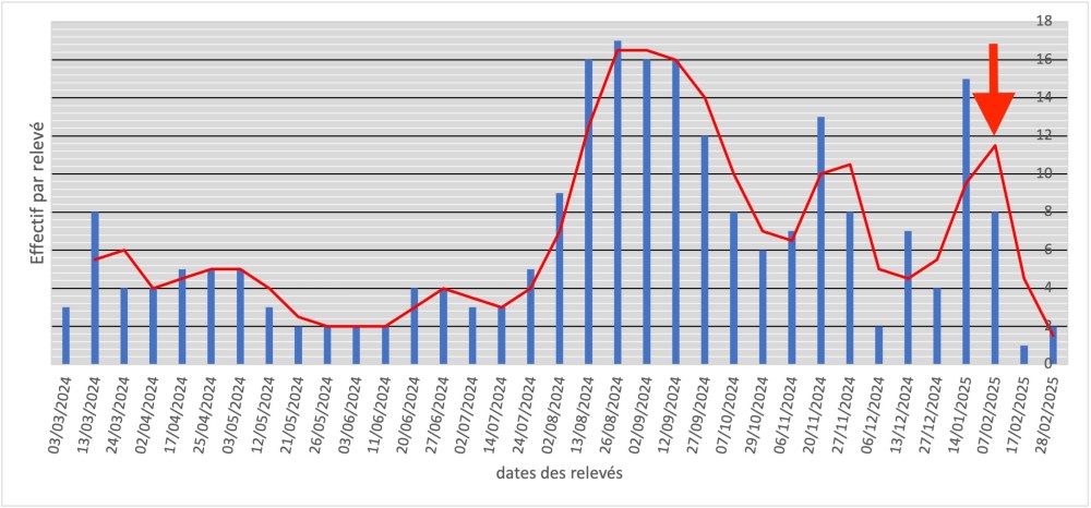 Le pouillot véloce est lié à la qualité de la ripisylve. Le graphe met en évidence un pic hivernal (nouveau) qui est discuté dans le bilan.