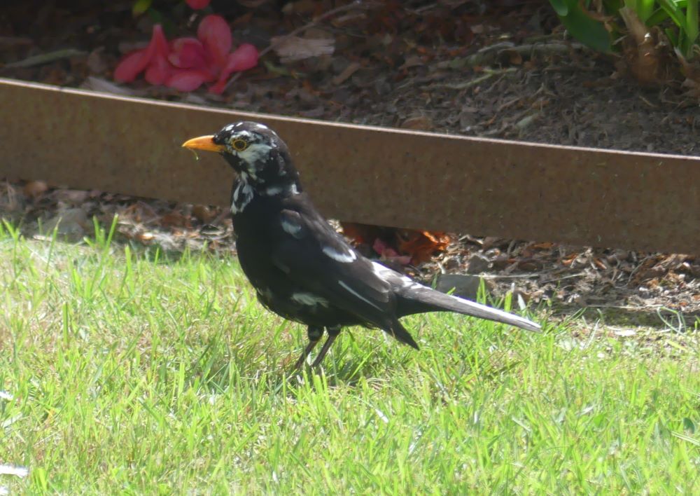 merle noir  13 05 2025.JPG