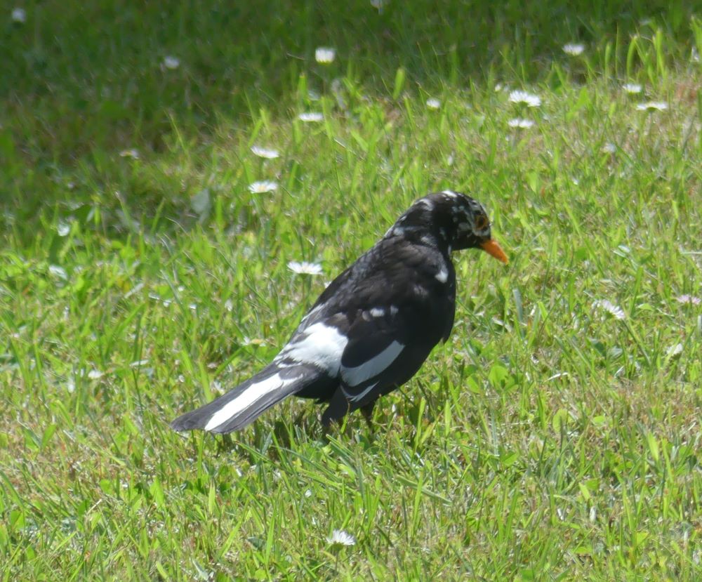 merle noir leucique 13 0 52025.JPG