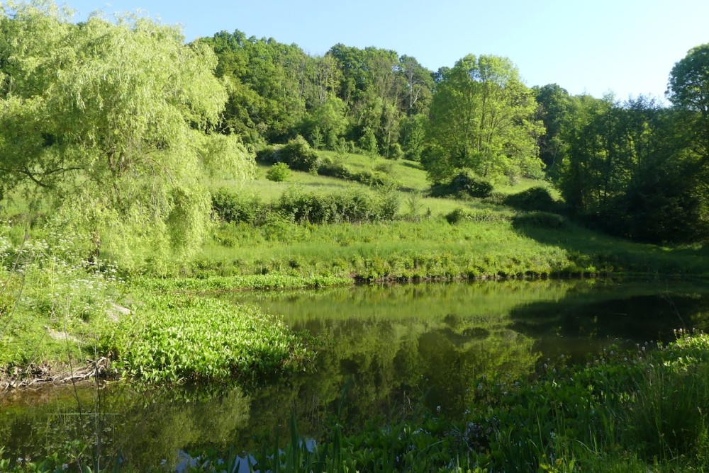Une vue centrale du bocage : la haie basse centrale accueille le couple de pie-grièche écorcheur. Au passage, un belle démonstration de l'intérêt d'un maillage de haies diversifié.
