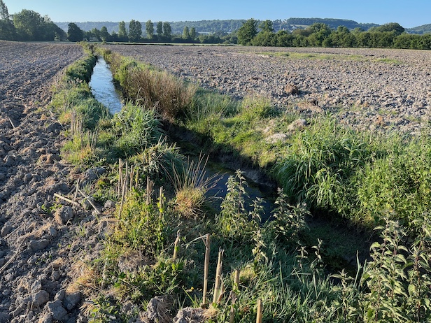 Ceci n'est pas un ruisseau mais un fossé qui autrefois drainait une prairie humide. Pas n'importe quelle prairie : ici, c'est la zone inondable du lit majeur de la Sée. Le maïs a chassé la prairie. L'eau est toujours dans le fossé et va bien profiter du désherbant et du fumier. Destination la nappe et la Sée toute proche.