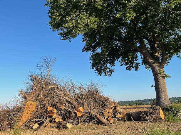 Plus classique, la mise en culture de nombreuses parcelles de prairie entraine l'agrandissement du parcellaire, donc l'arasement de haies. Epidémie mortelle pour la biodiversité locale du bocage. Pour l'échelle, le tronc au centre avec cavité en coupe mesure plus de 80 cm de diamètre. En route pour la machine à copeaux!