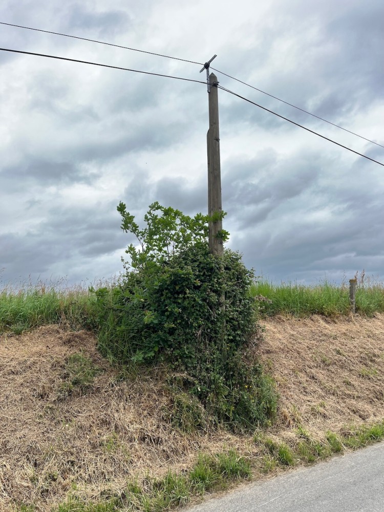 Ilot minimal pour l'installation d'un nid de linotte; bonne pioche : le roncier protégé au cours des années devient attractif!<br />Vernix/50- La Porte Goupil (24 mai 2025)