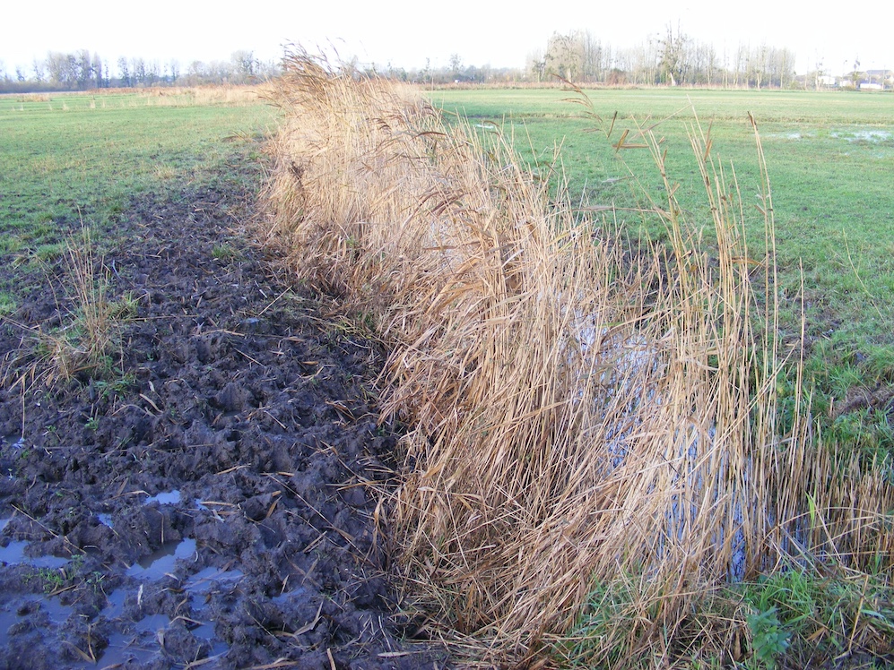 Bien que gérées par la FDC de la Manche, les prairies sont traitées comme des parcelles agricoles banales (dont épandages d'engrais). Le seul intérêt de cette gestion, c'est le statut de réserve de chasse. La roselière non close, piétinée, est freinée dans son développement.
