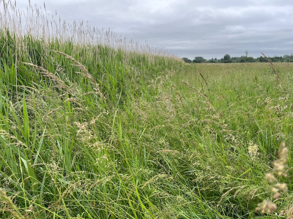 Belle santé des roselières de fossés et prairie naturelle