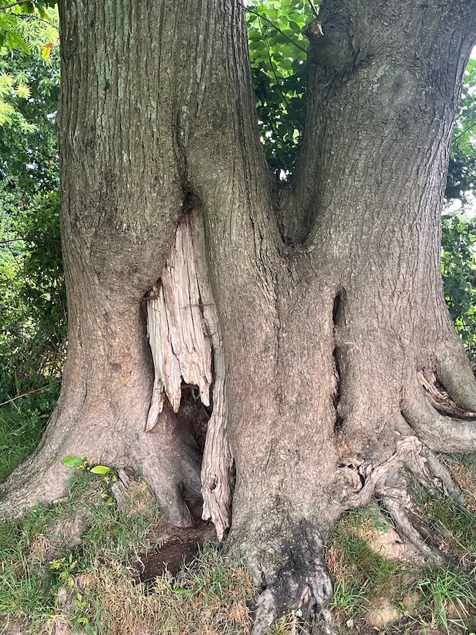 Vieux châtaigniers siamois