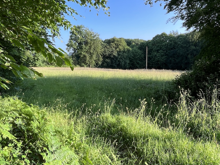 parcelles de 5 000 m2 bien enfermées de haies hautes; au fond à droite, lisière du bois.