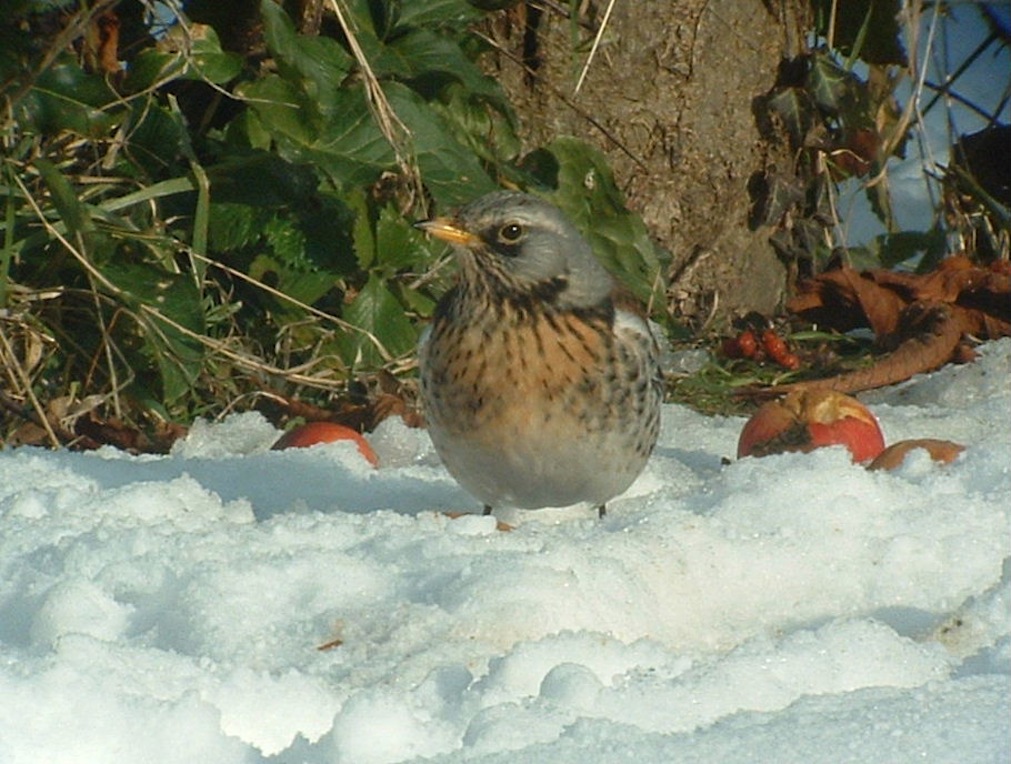 Grive litorne défendant "sa" pomme par temps de neige.JPG