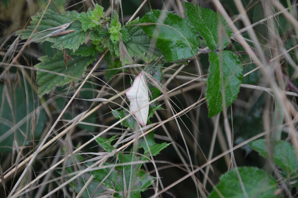 Timandra griseata, &quot;Blood vein&quot; des Anglais : la femelle pond sur les doches. Bel exemple prouvant que &quot;l'herbe &quot; non fauchée sur le nouveau talus planté est importante... Pas toujours facile de convaincre d'emblée les chargés de l'entretien que faire beau diminue la quantité de vie sauvage.