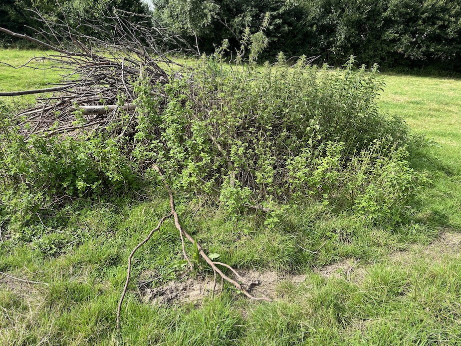 branches et ceinture d'orties