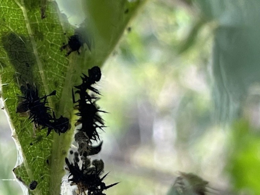 mues des jeunes chenilles de vulcain