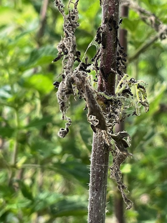 après la colonie des premiers stades, des paquets de soie conservent la trace de vie des chenilles