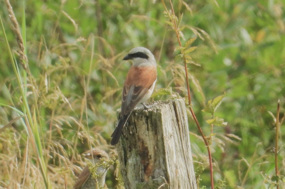 DSCN6996x.JPG (442.97 Kio) Vu 6131 fois Photo Maud Lerenard