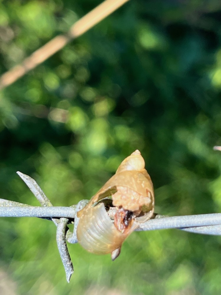 IMG_2136.jpg (538.83 Kio) Vu 5934 fois coquilles de gastéropodes; d'autres restes de corps sur d'autres piquants.