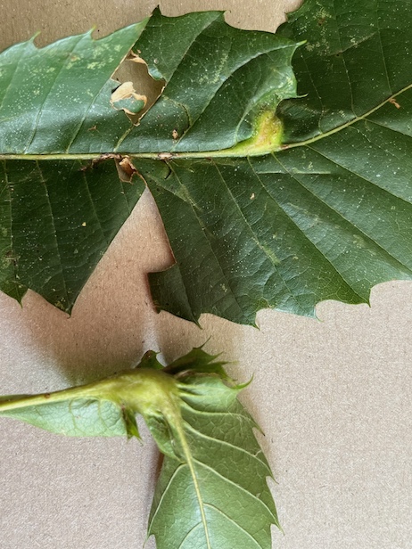deux galles sur le châtaignier