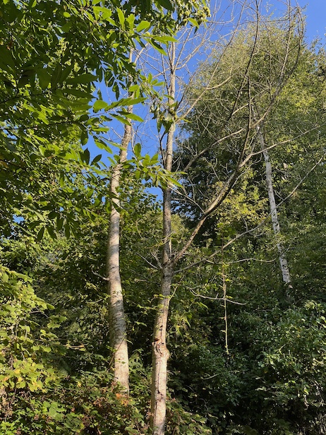 châtaignier mort à proximité d'autres sujets parasités